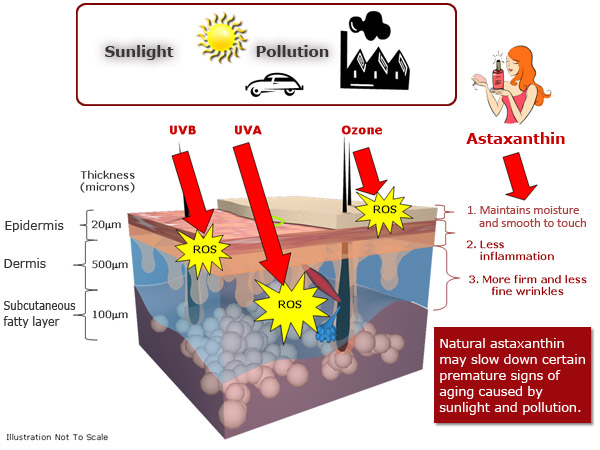 Astaxanthin anti-aging properties