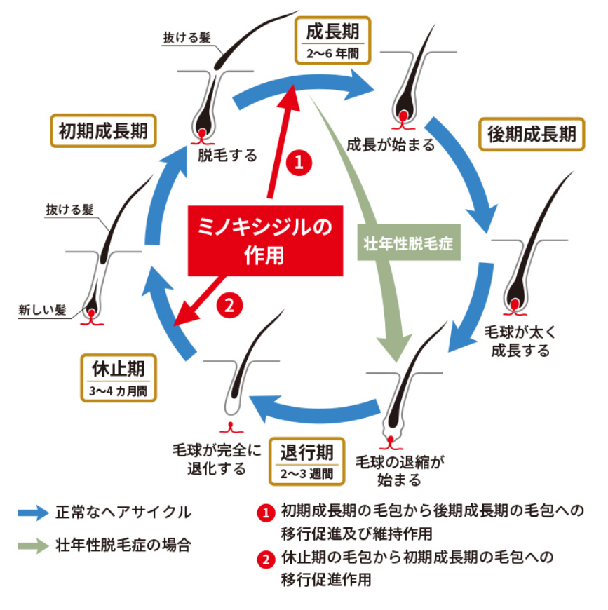 「ヘアサイクル（髪の成長サイクル）」とは？