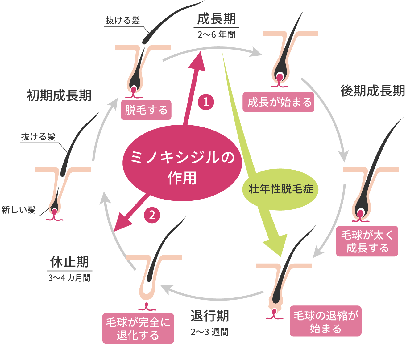 ヘアサイクル（髪の成長サイクル）