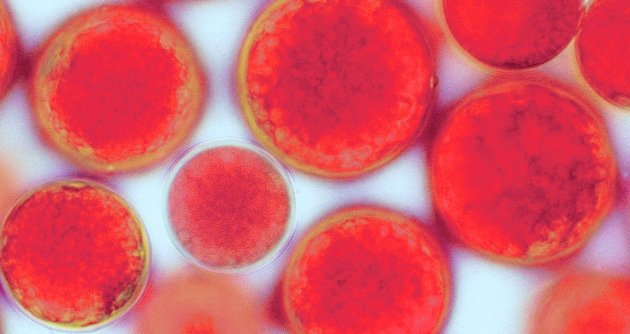 ライフサイエンス事業